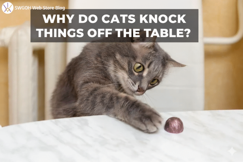 Why Do Cats Knock Things Off Tables